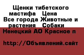 Щенки тибетского мастифа › Цена ­ 80 - Все города Животные и растения » Собаки   . Ненецкий АО,Красное п.